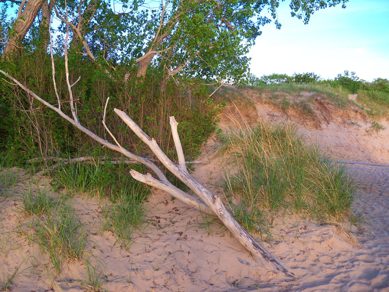 dune at lake mi overlook